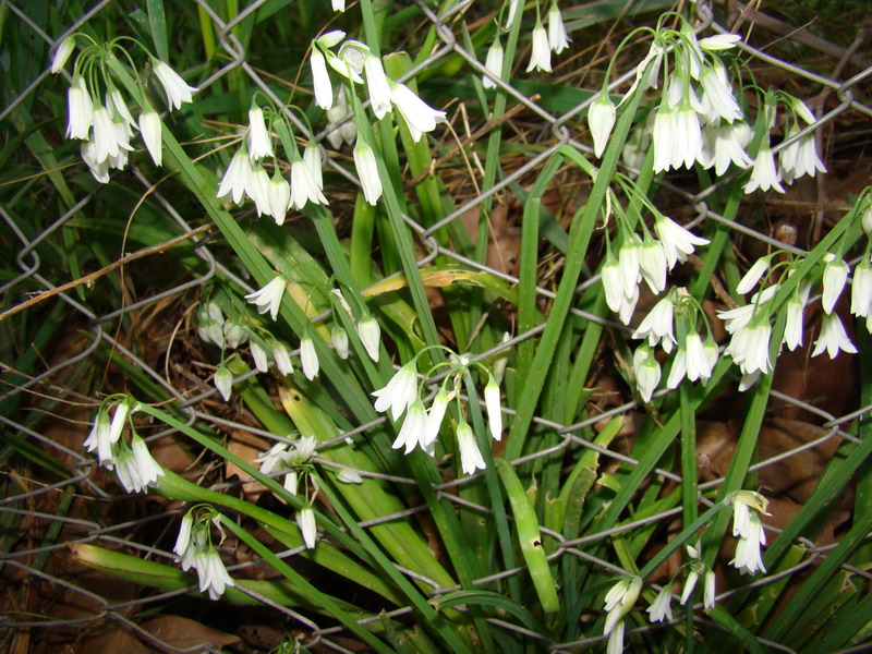 Allium triquetrum / Aglio selvatico